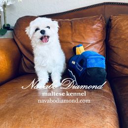 Fernando - White Maltese puppy in Snowville, Utah from Navabo Diamond