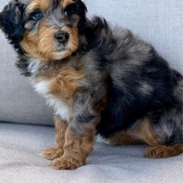 Flo - female Australian Mountain Doodle puppy in Decatur, Illinois from Signature Doodles