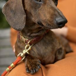 Dachshund Puppies from Army of Dachshunds