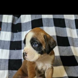 Boxer and Shih Tzu Puppies from L&L European Boxers and Shih Tzus