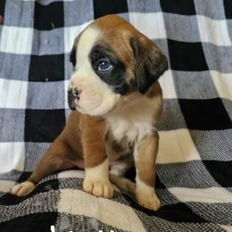 Boxer and Shih Tzu Puppies from L&L European Boxers and Shih Tzus