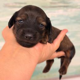 Taz - shaded long hair - Sable male Dachshund puppy in Lakeland, Florida from Elite Doxies Florida