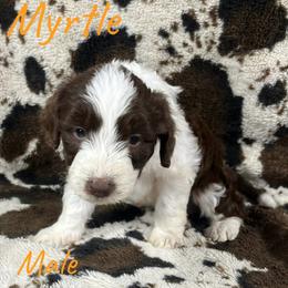 Myrtle - Red male Aussiedoodle puppy in Cleveland, Tennessee from C&S Kennels