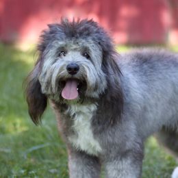 Remi - Bordoodle