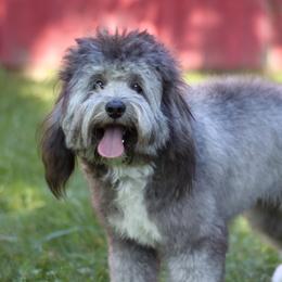 Remi - Bordoodle