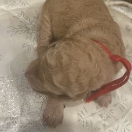 Honey - Apricot female Poodle puppy in Mobile, Alabama from Semmy’s Standard Poodle LLC