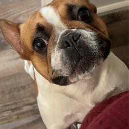 French Bulldog puppies from The three little frenchies