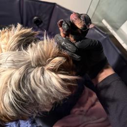 Girl 1 - Blue and gold female Yorkshire Terrier puppy in North Carolina from Many Minnie Yorkies