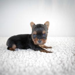 Finn - Black and tan male Yorkshire Terrier puppy in Hesperia, California from Royaltydayyorkies