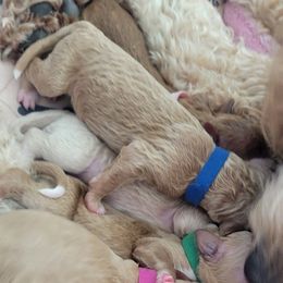 French Bulldog and Goldendoodle Puppies from Good Vibes Puppies