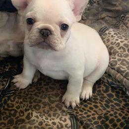 French Bulldog Puppies from Sweetheart French Bulldogs