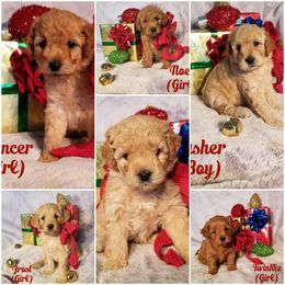 Goldendoodle Puppies from Puppy Love Doodles