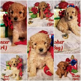 Goldendoodle Puppies from Puppy Love Doodles