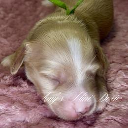 Thor - Cream male Dachshund puppy in Jena, Louisiana from Amy’s Mini Doxies