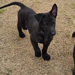 Dark blue collar - Black brindle male Dutch Shepherd puppy in Howey In The Hills, Florida from MAC K9 Dutch Shepherds
