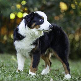 Atlas - Black tri male Toy Australian Shepherd puppy in Franklinville, North Carolina from Fine Hill Miniature Americans