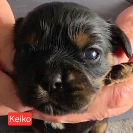 Keiko - Tri-color female Cavalier King Charles Spaniel puppy in Wahiawa, Hawaii from Kakazu King Charles Cavaliers