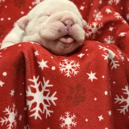 Holly - Red and white female Bulldog puppy in Aiken, South Carolina from Hayzlett Family English Bulldogs