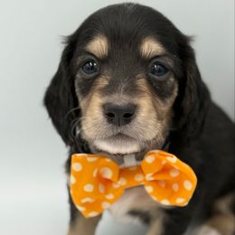 Black and Cream Male - Black and cream male Dachshund puppy in North Branch, Michigan from Doxie View Acres