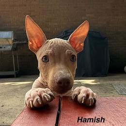 Hamish - White and chocolate male American Hairless Terrier puppy in Buckingham, Illinois from Gaus Hof