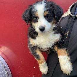 Aussiedoodle Puppies from Hearth&Hound Doodles