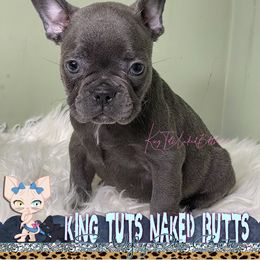 French Bulldog puppies from OoLaLa Frenchies