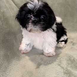 Pepe - Black and white male Shih Tzu puppy in California from Boodaboo Shih Tzu’s