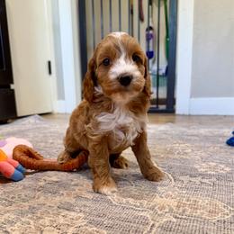 Price - Red and white male Cockapoo puppy in Beresford, South Dakota from DAKOTA DOOD RANCH