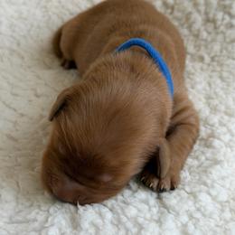 Boy 2 - Dark golden male Golden Retriever puppy in La Verne, California from 4LoveofGoldens