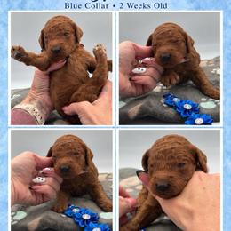 Cypress - Red  male Poodle puppy in Mount Vernon, Illinois from AMC Poodles