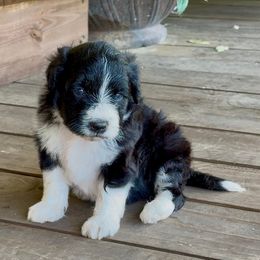 Oreo - Black and white male Aussiedoodle puppy in Talihina, Oklahoma from Lockhart Mini Aussies