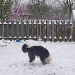 Old English Sheepdog Puppies from Heavinly Blessings Farm Pups - Old English Sheepdog Puppies