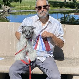 Windy - Chinese Crested