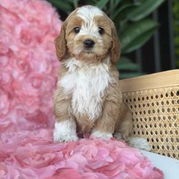 Solo - Red male Australian Labradoodle puppy in Denton, Texas from Liberty Hill Labradoodles