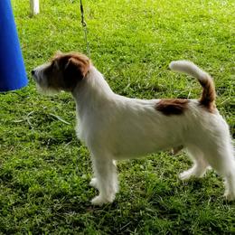 Duke - Russell Terrier