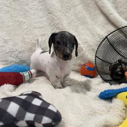 Velma - Dapple female Dachshund puppy in Flint, Texas from ZMC Acres Doxies