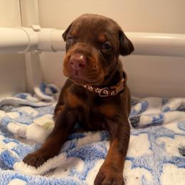 Brown Female - Red and rust female Doberman Pinscher puppy in Madison, Indiana from Jensen Dobermans and Dachshunds