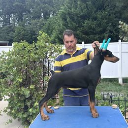 Boy 2 - Doberman Pinscher puppy in Pittsboro, North Carolina from Macaco’s
