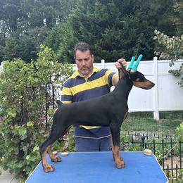 Boy 2 - Doberman Pinscher puppy in Pittsboro, North Carolina from Macaco’s