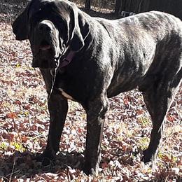 Mastiffs from Sylvan Mastiffs
