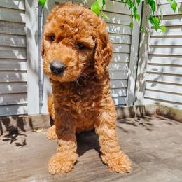 Costco - Red  male Goldendoodle puppy in Everett, Washington from Big Top Doodles
