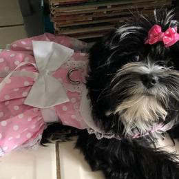 Morkies, Shorkies, Yorkipoos, and Yorkshire Terriers from Puppy Kisses