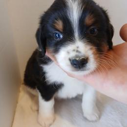 Olaf - Black tri male Miniature Australian Shepherd puppy in Gretna, Virginia from Adams Acres Cattle Dogs