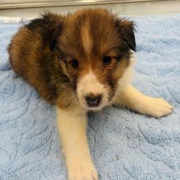 Boy 1 - Sable and white male Shetland Sheepdog puppy in Pensacola, Florida from Nancy Barger's Siberian Huskies