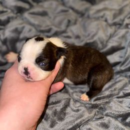 Brindle girl - Brindle and white female Boston Terrier puppy in Georgia from A-K Boston Terriers