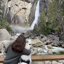 Great Pyrenees All Grown Up from The Yosemite Pyrenees Ranch