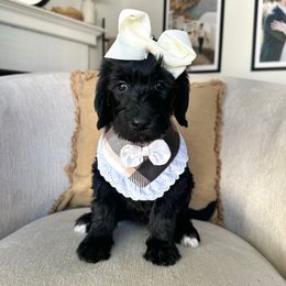 Pumpkin - Black female Labradoodle puppy in Newark, Ohio from Raising Doodles