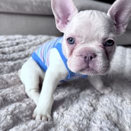 Saint - White male French Bulldog puppy in North Las Vegas, Nevada from Legacy Luxe Frenchies