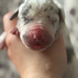 Heath - Blue male Great Dane puppy in Grand Blanc, Michigan from Green’s Great Danes