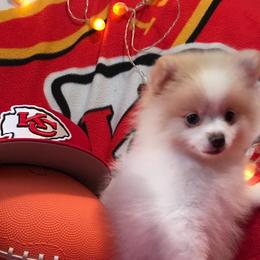 Pomeranian Puppies from Regal Poms
